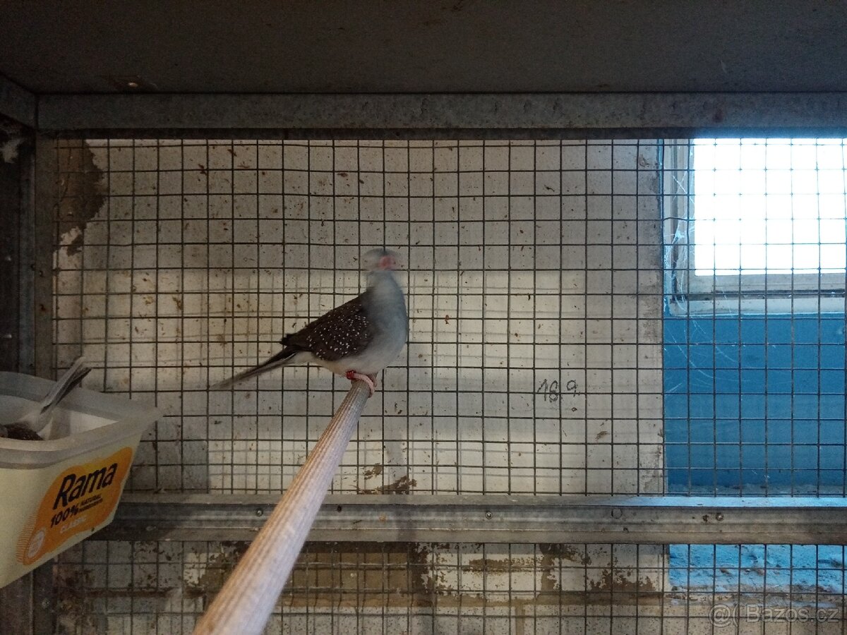 Holoubek diamantový 1.0 - 5