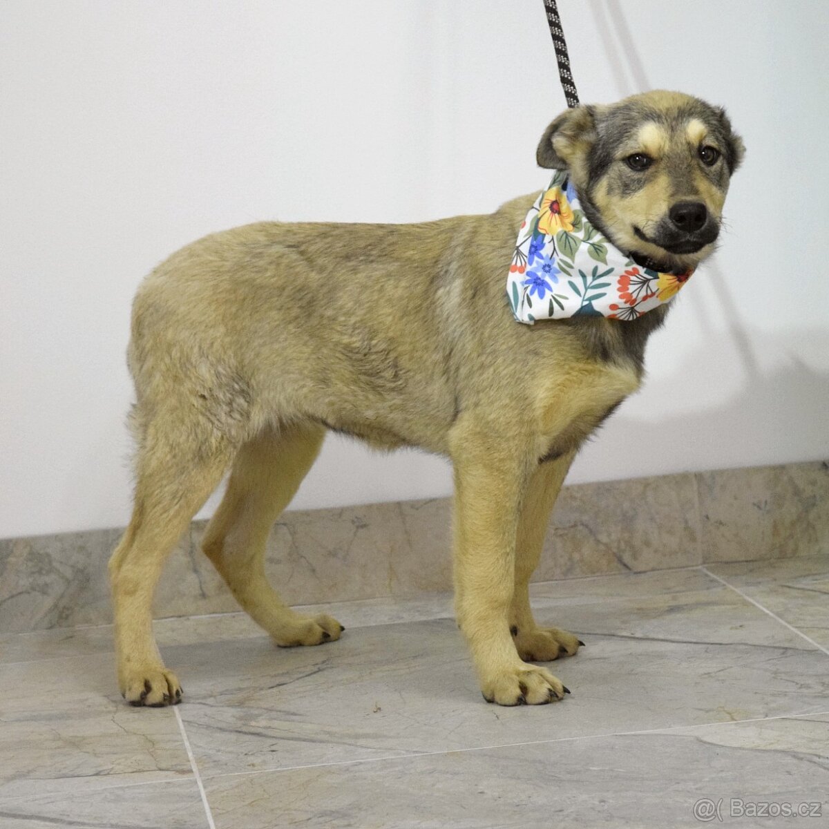 pratelská Franciska hledá domov - 5