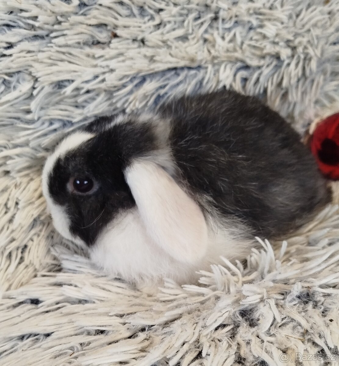 Minilop - anglický zakrslý beránek s VP - 5