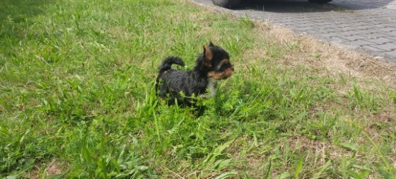 Jorkšírský teriér - 5