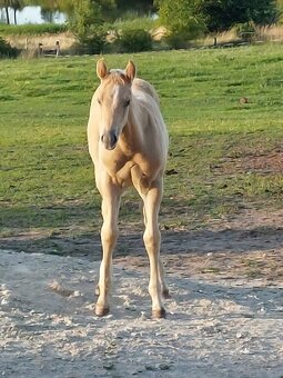 Připouštění Qh cremello hřebcem - 5