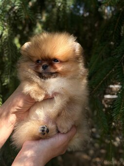 Pomeranain super Mini chlapečky PP FCI - 5