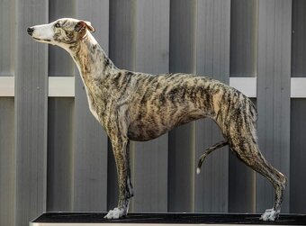 Vipet/Whippet s PP (FCI) - 5