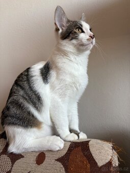 Daruji dva kocoury - 5