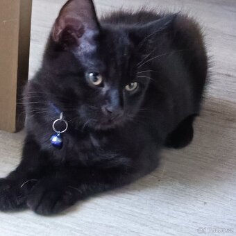 Koťátka britská modrá x mainská mývalí - 5