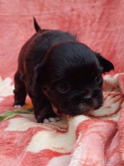 Tibetský španěl - Tibetan Spaniel - s PP - 5