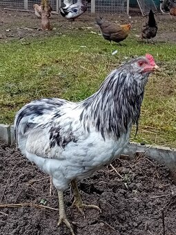 Kohout Česká kropenka,arakauny - 5