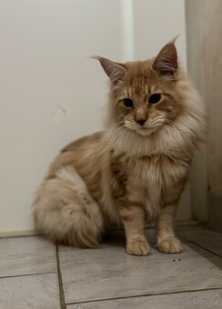 Mainská mývalí - 5