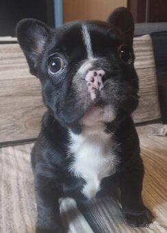 Francouzský buldoček - 5