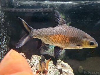 Parmička žraločí - 5