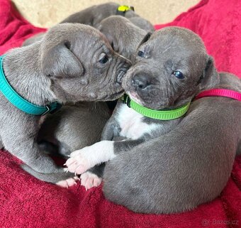 Amstaff štěňata - 5