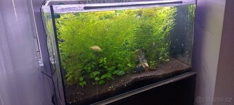 Akvarium 126 litrů - 5