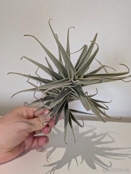 Tilandsie, Tillandsia - 5