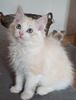 Kočičky ragdoll s PP - 5