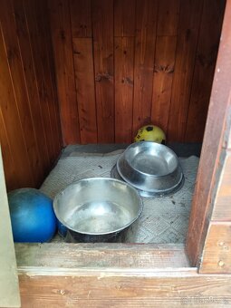 Daruji psí boudu - 5