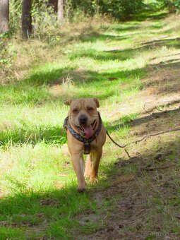 VANILKA K ADOPCI - vděčná, umazlená, CHCE DOMŮ:( - 5