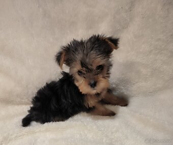 Jorkšírský teríer - 5