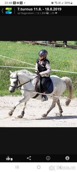 Hřebeček Welsh Part - Bred - 5