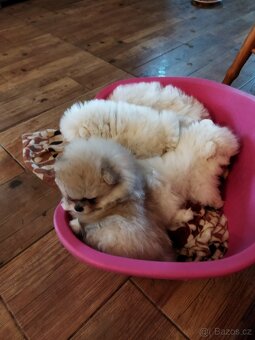 Pomeranian - 5