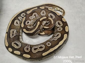 Krajta královská subadult a adult - 5