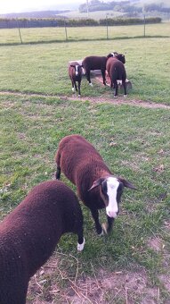Berani zwartbles - 5
