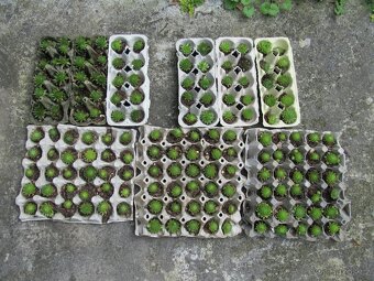 Netřesky na skalku, zídku, střechu - 5