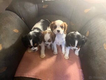 kavalír king charles španěl - 5