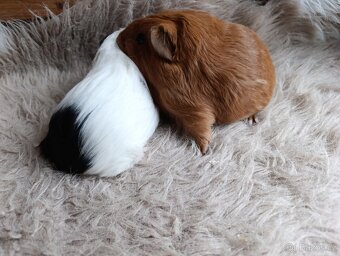 Morče / morčata / morčátko sameček - 5