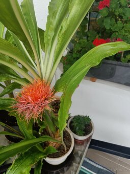 Pokojová květina Krvokvět natálský - 5