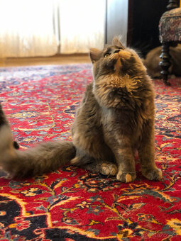 Mainská mývalí s PP - 5