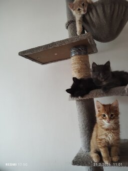 Mainská mývalí - 5