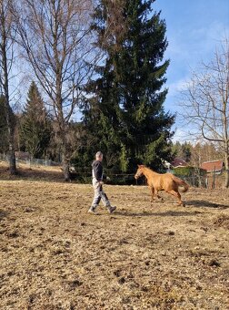 Kobylka QH 2r.barva Red Dun s PP - 5