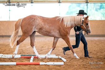 Paint horse klisna - 5