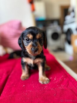 Dorkie - 5