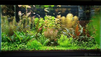 Set akvarijnich rostlinek pro 60l akvarium - 5