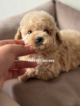 Maltipoo, fenka Murka 1000€‼️ - 5