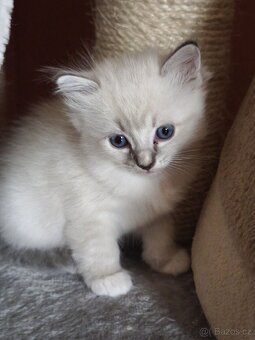 Ragdoll bez PP - 5