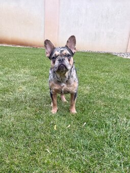 Francouzsky buldoček blue tan merle fenka - 5