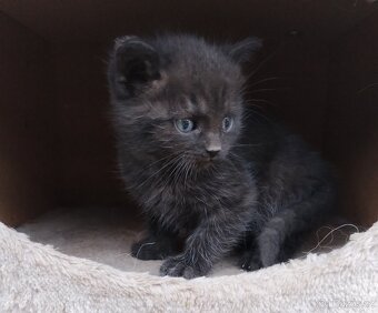 Daruji do dobrých rukou koťátko - 5