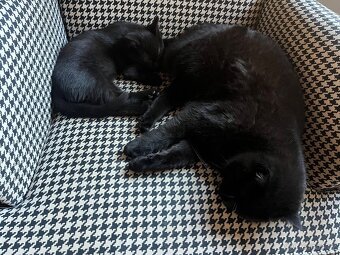 Černý kocour - 4 měsíce - 5