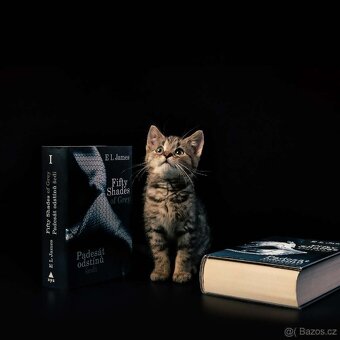 Daruji kočičky - SPĚCHÁ (mohu dovézt po dohodě) - 5