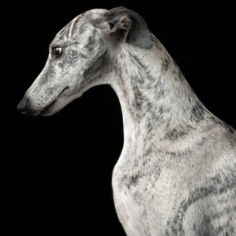 Whippet /vipet štěnátka s PP - 5