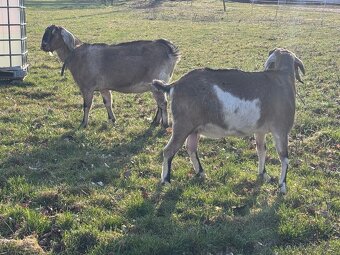 Anglonubijské kozy - 5