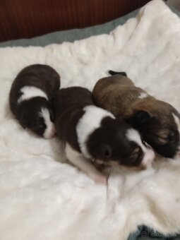 Štěňata Border kolie bez PP - 5