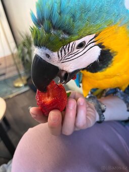 Ara ararauna - 5
