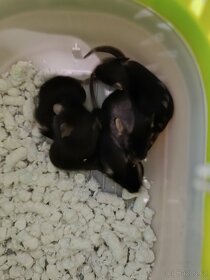 Myši - přebytky myší- tricolorní a dvoubarevné - 5