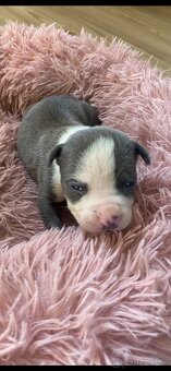 American Bully XL - 5
