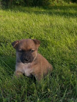 Štěňátka Akita inu X jezevčík - 5