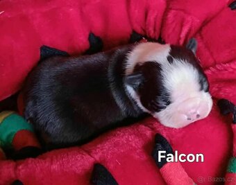 Boston, bostonský terier s PP - 5