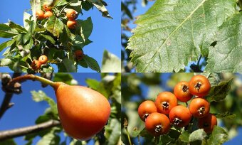 Koupím Hruškojeřáb ouškatý, stromek/sazenici/ plody - 5